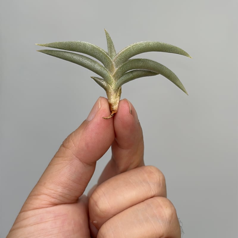 Tillandsia gilliesii | だいだら植物店