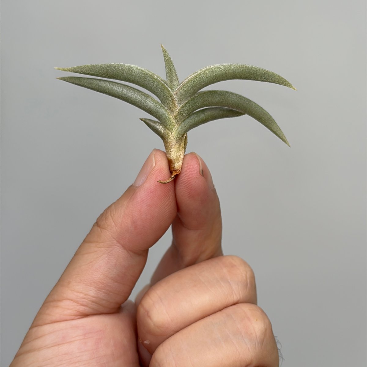 Tillandsia gilliesii | だいだら植物店