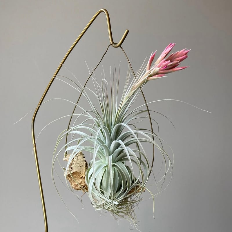Tillandsia chapeuensis var. turriformis | だいだら植物店