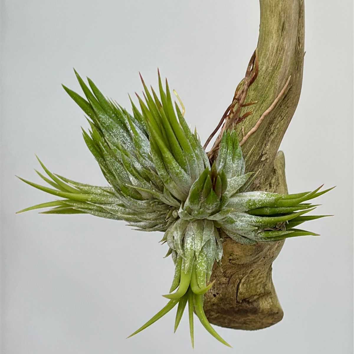 Tillandsia ionantha 'Haselnuss' （Koehres） | だい