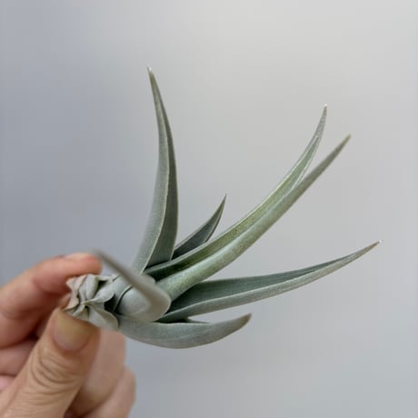 Tillandsia affinis barfussii `MONSTER CLONE` ②
