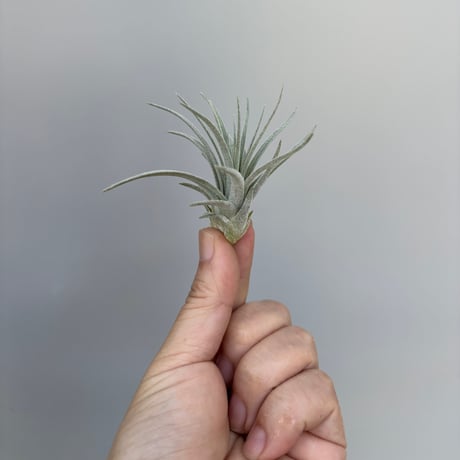 Tillandsia mauryana