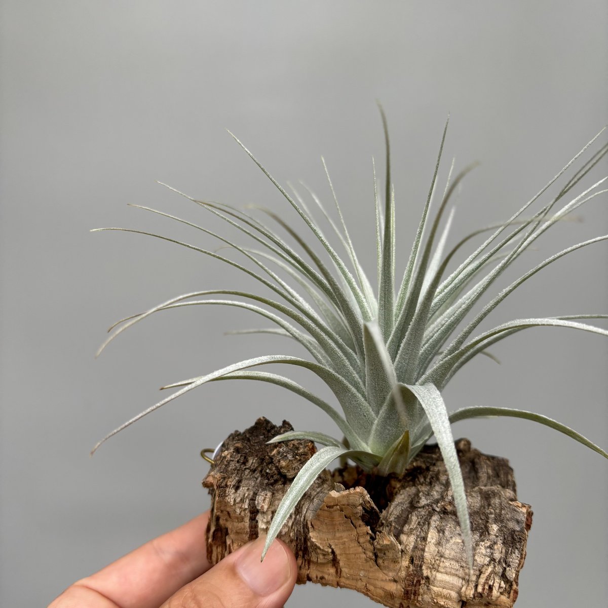 Tillandsia chapeuensis var. turriformis | だいだら植物店