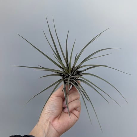 Tillandsia chontalensis