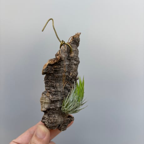 Tillandsia ionantha 'Haselnuss'  （Koehres）