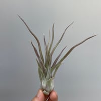 Tillandsia streptophylla 'Super Red Clone'