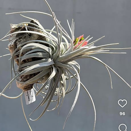 Tillandsia mauryana