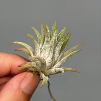 Tillandsia 'Icy Elf' | だいだら植物店