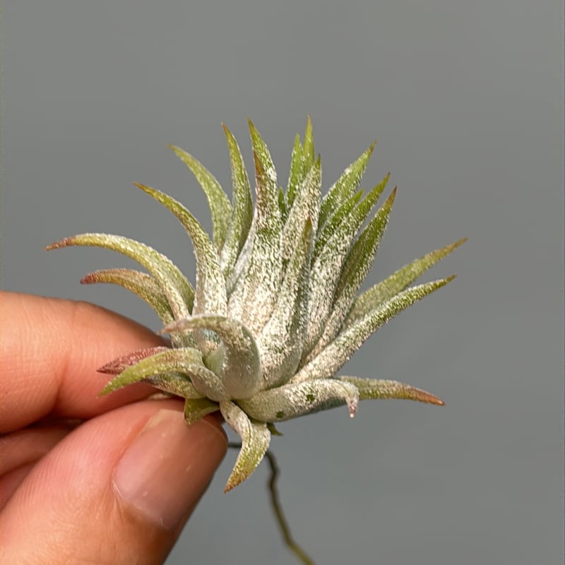 Tillandsia 'Icy Elf' | だいだら植物店