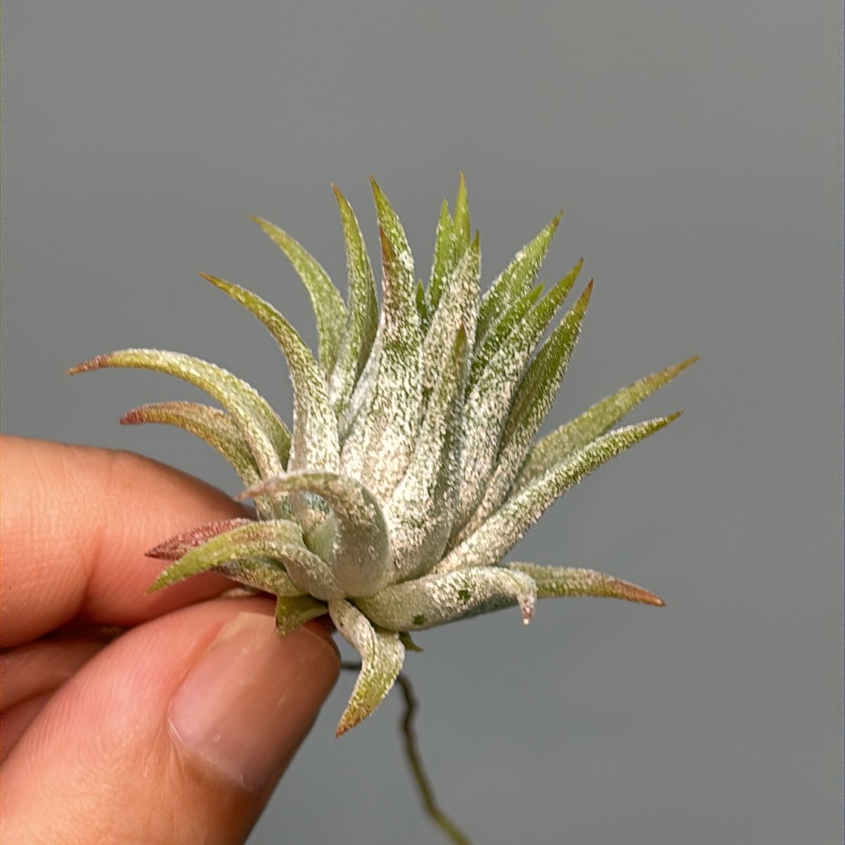 Tillandsia 'Icy Elf' | だいだら植物店