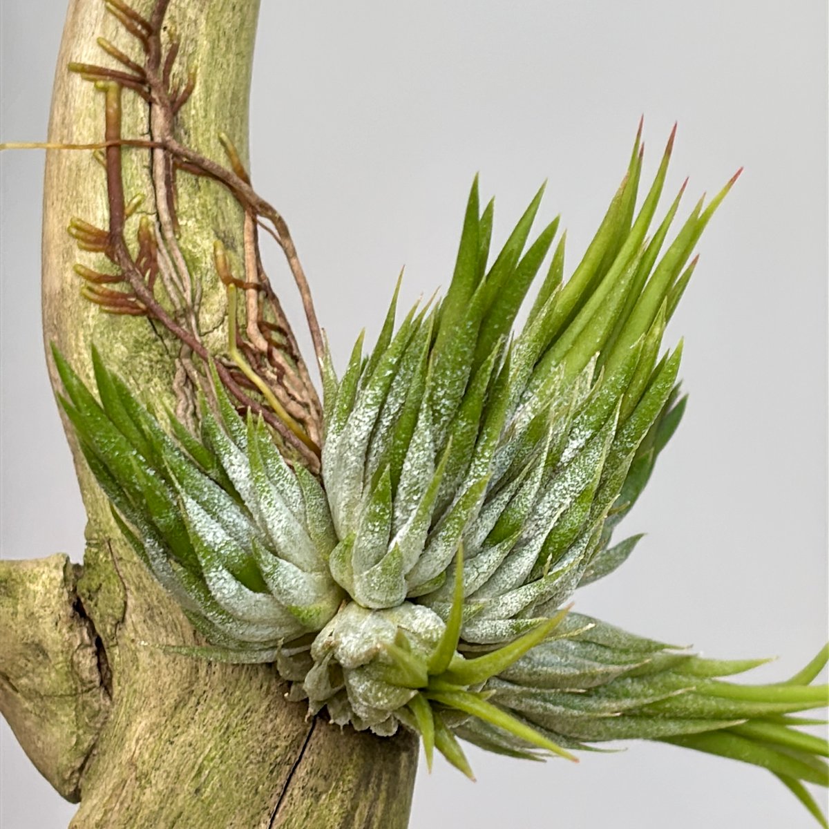 Tillandsia ionantha 'Haselnuss' （Koehres） | だい