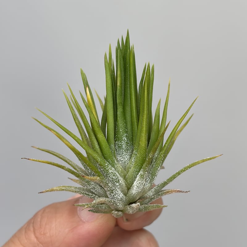 子株　Tillandsia ionantha Fuego Yell Tillandsia ionantha 'Fuego Yellow' | だいだら植物店