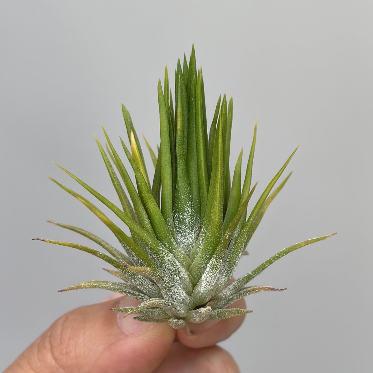 ブロメリア・エアープランツ T. ionantha fuego yellow Tillandsia ionantha 'Fuego Yellow' | だいだら植物店