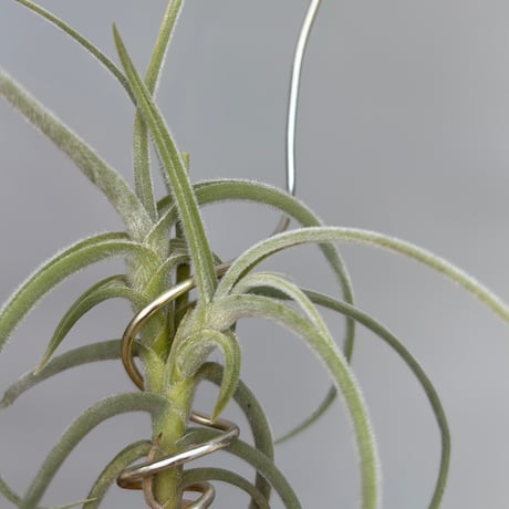 New Tillandsia Handbook ハードカバー Others | stacks bookstore