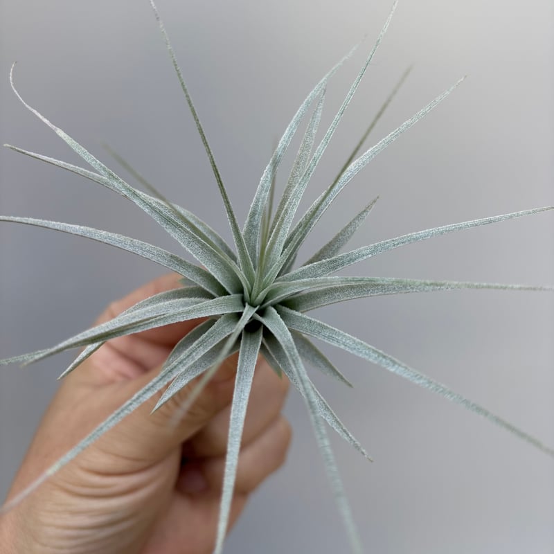 Tillandsia chapeuensis var. turriformis | だいだら植物店