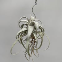 Tillandsia gilliesii | だいだら植物店