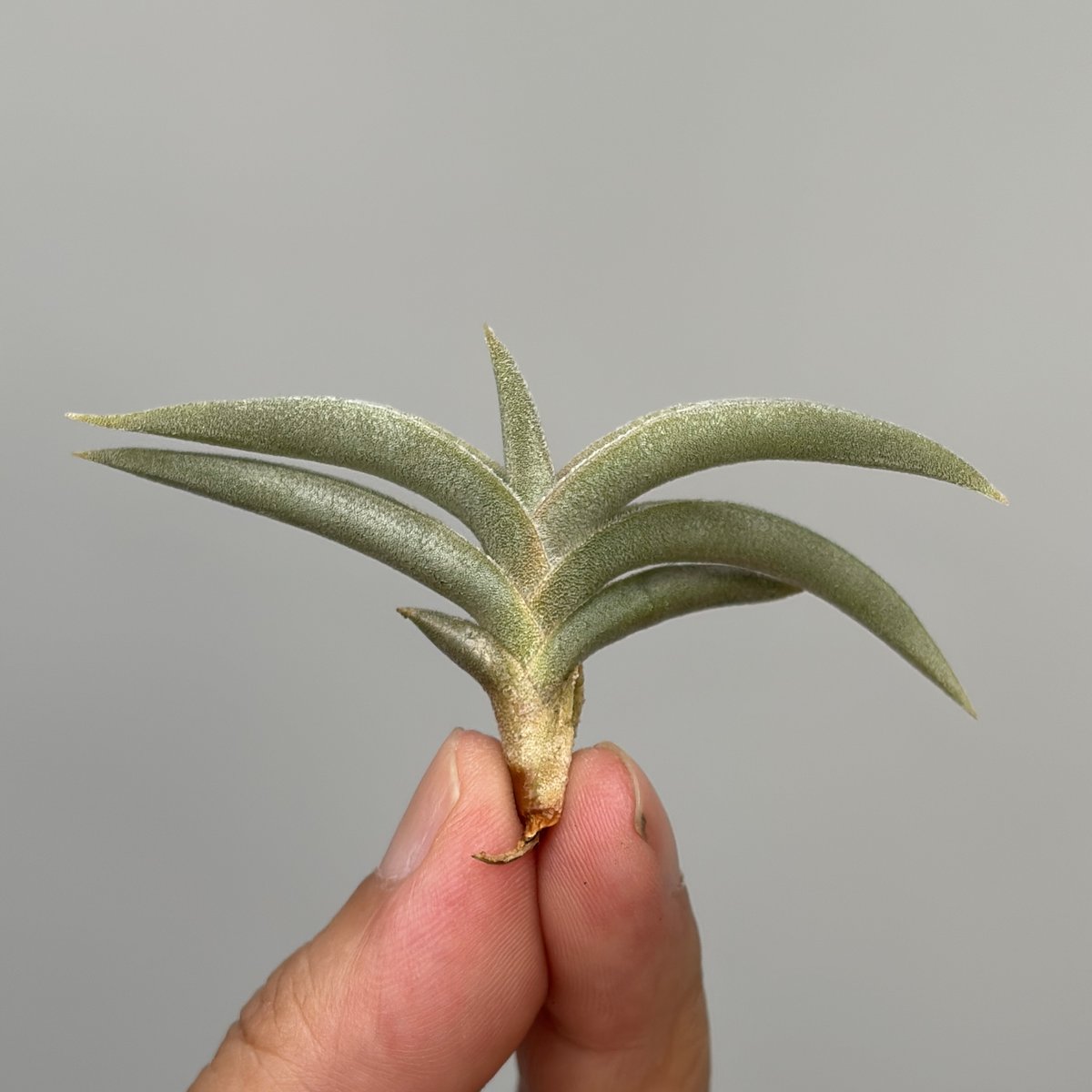 ブロメリア・エアープランツ Tillandsia gilliesii Tillandsia gilliesii subsp. polysticha この個体は初開花