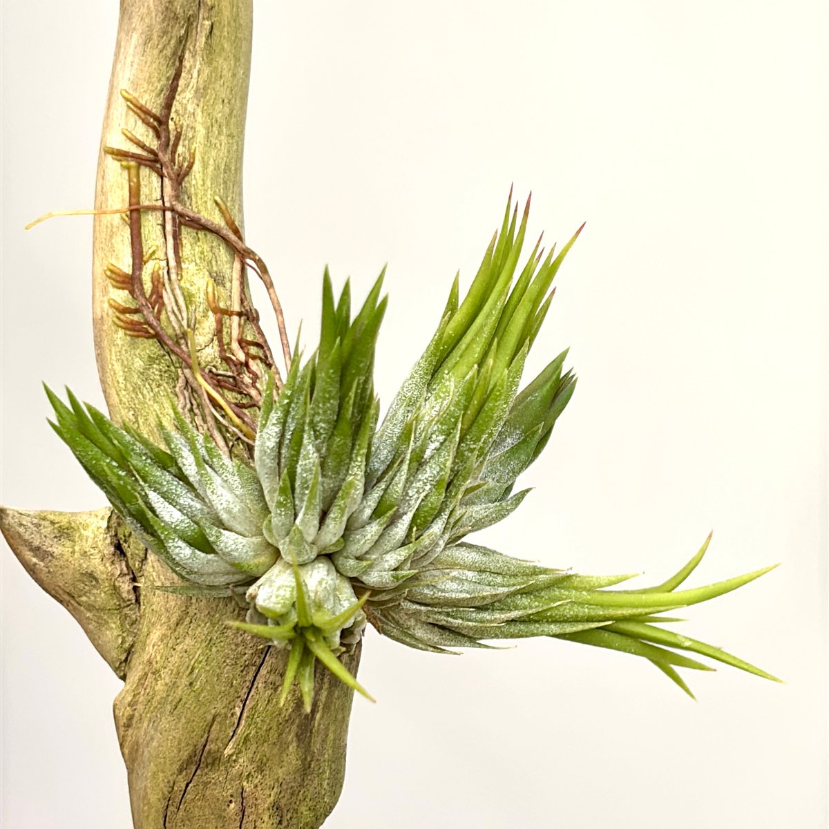 Tillandsia Haselnuss Koehres産 速達発送 Tillandsia Haselnuss Koehres産 速達発送 - メルカリ