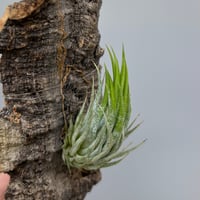 Tillandsia ionantha 'Haselnuss'  （Koehres）