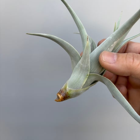 Tillandsia affinis barfussii `MONSTER CLONE` ①
