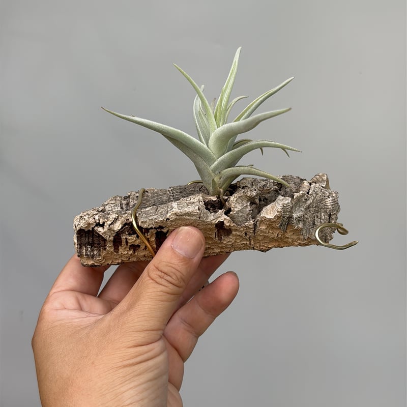 Tillandsia Ramellae 速達発送 Tillandsia ramellae | だいだら植物店