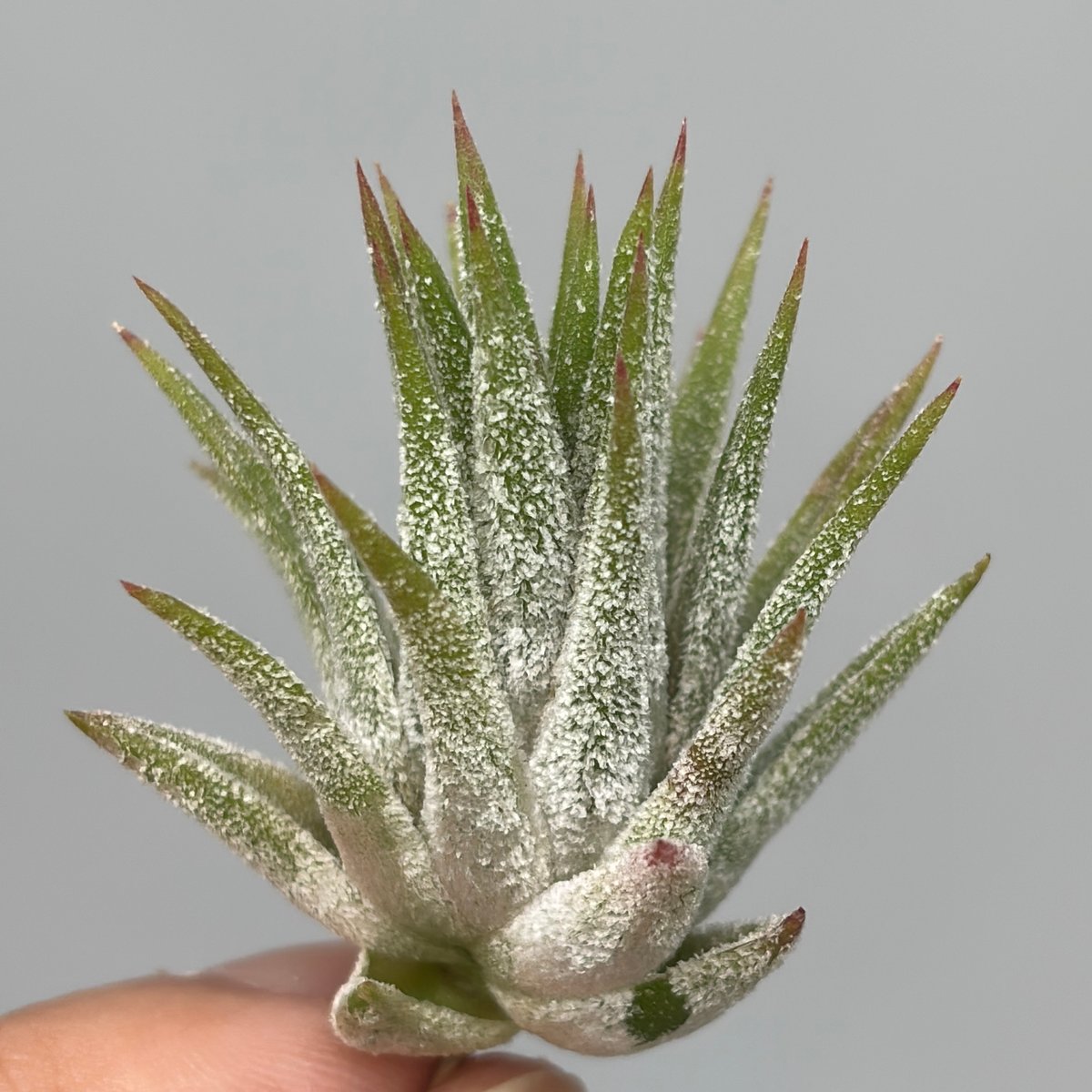 Tillandsia 'Mayan Regal' | だいだら植物店