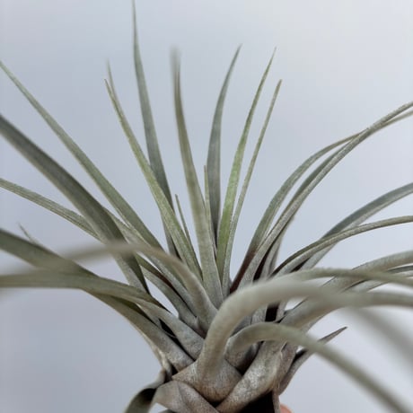 Tillandsia chontalensis