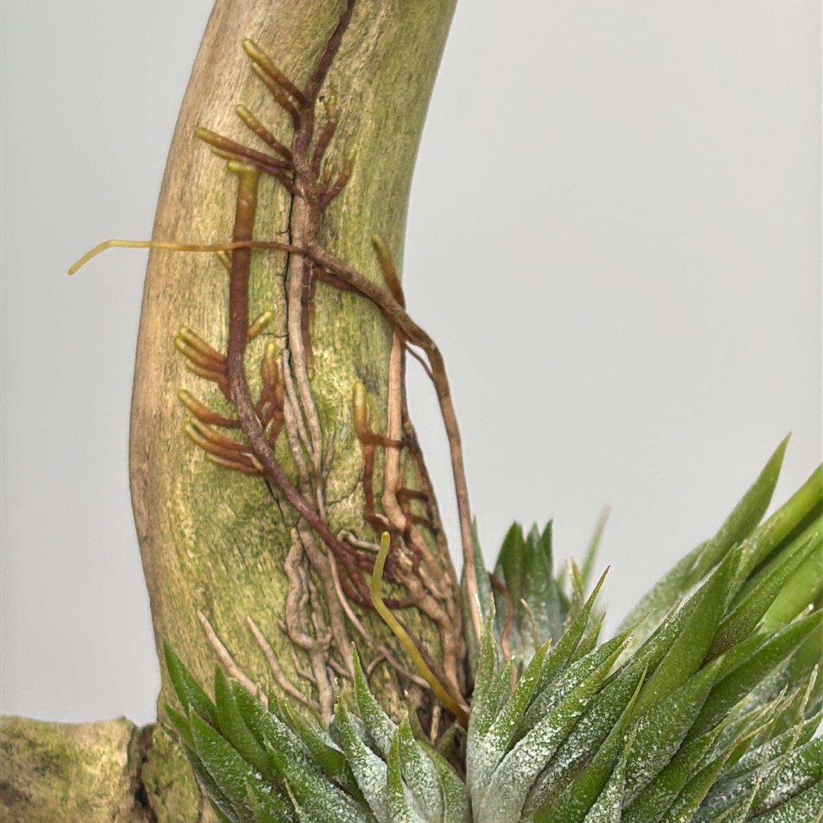 英*呂様 Tillandsia ionantha ‘Haselnuss' Koe 英*呂様 Tillandsia ionantha 'Haselnuss' Koe Ionantha