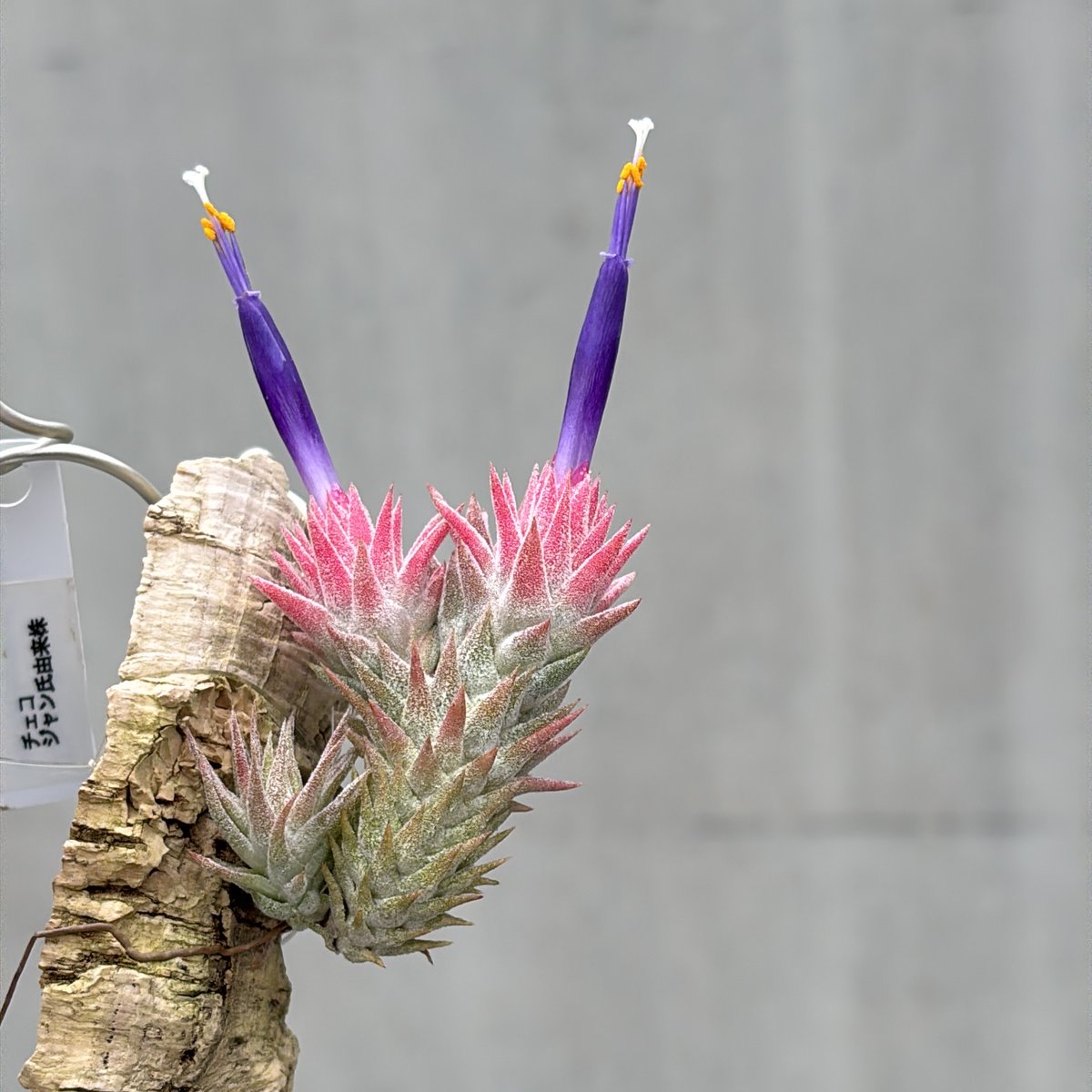 Tillandsia Vanhyningii Minor 速達発送 Tillandsia Vanhyningii Minor 速達発送 - メルカリ