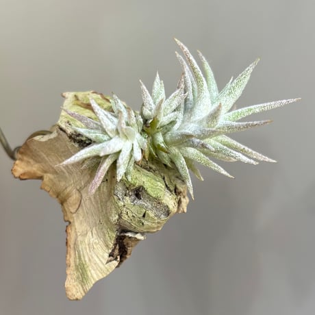 Tillandsia ionantha var. vanhyningii ’ Pink Lady ’