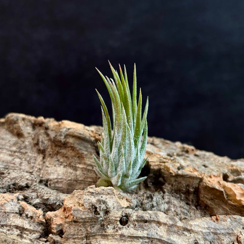 Tillandsia ionantha 