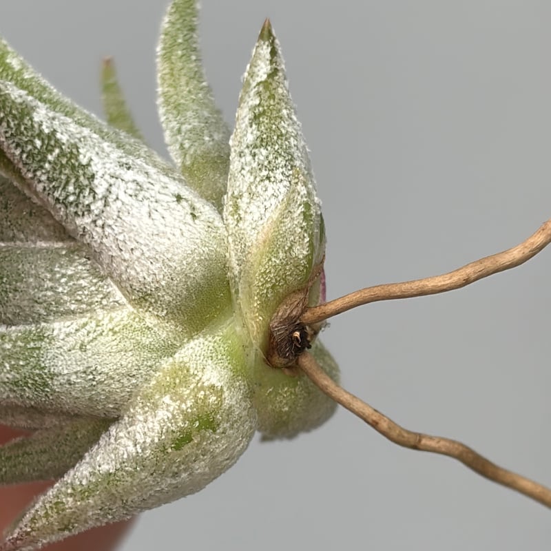 Tillandsia 'Mayan Regal' | だいだら植物店