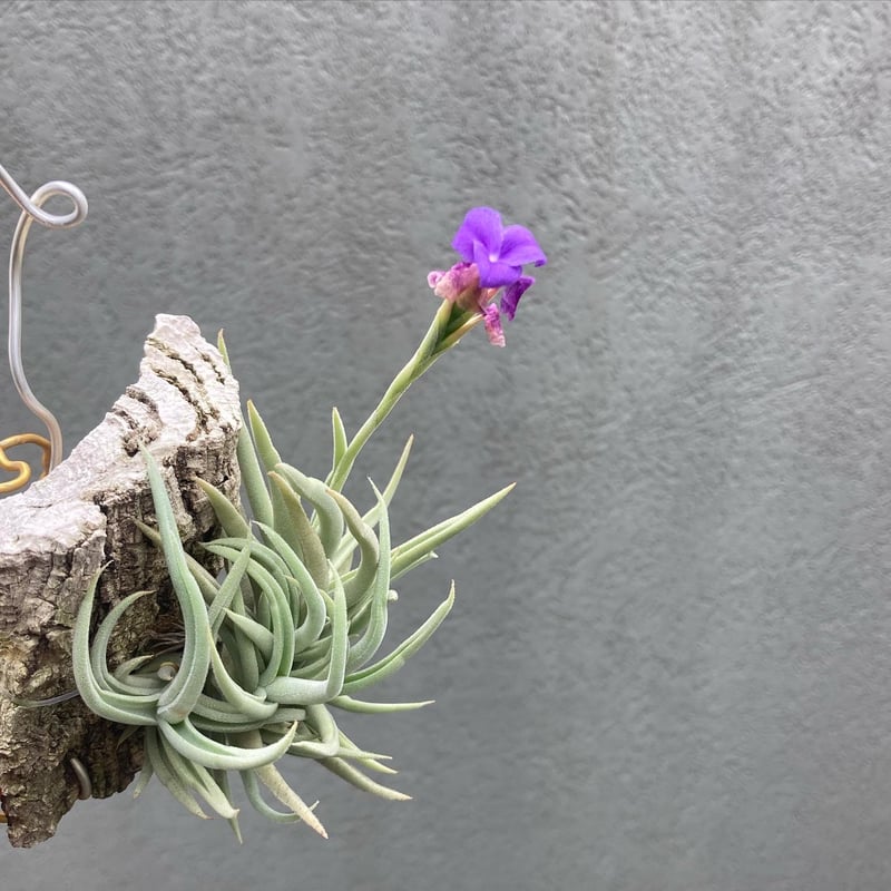 Tillandsia santiagoensis | だいだら植物店