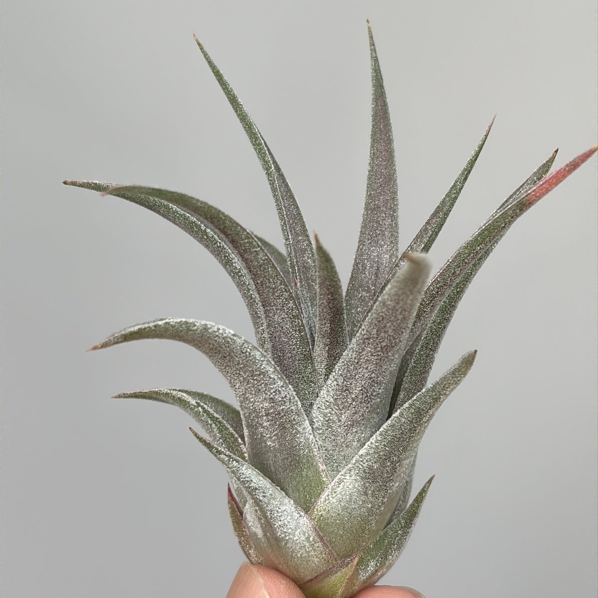 Tillandsia chiapensis x ionantha | だいだら植物店