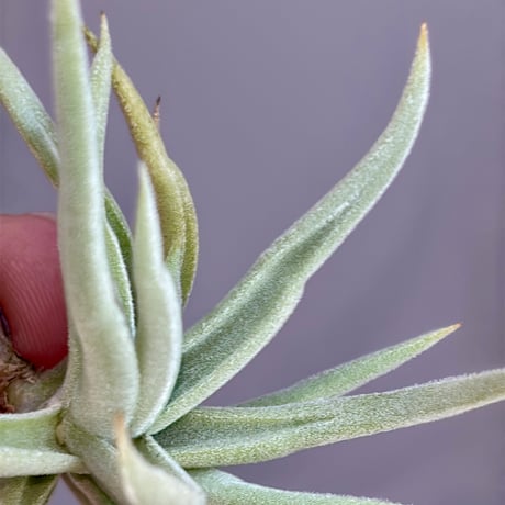Tillandsia santiagoensis