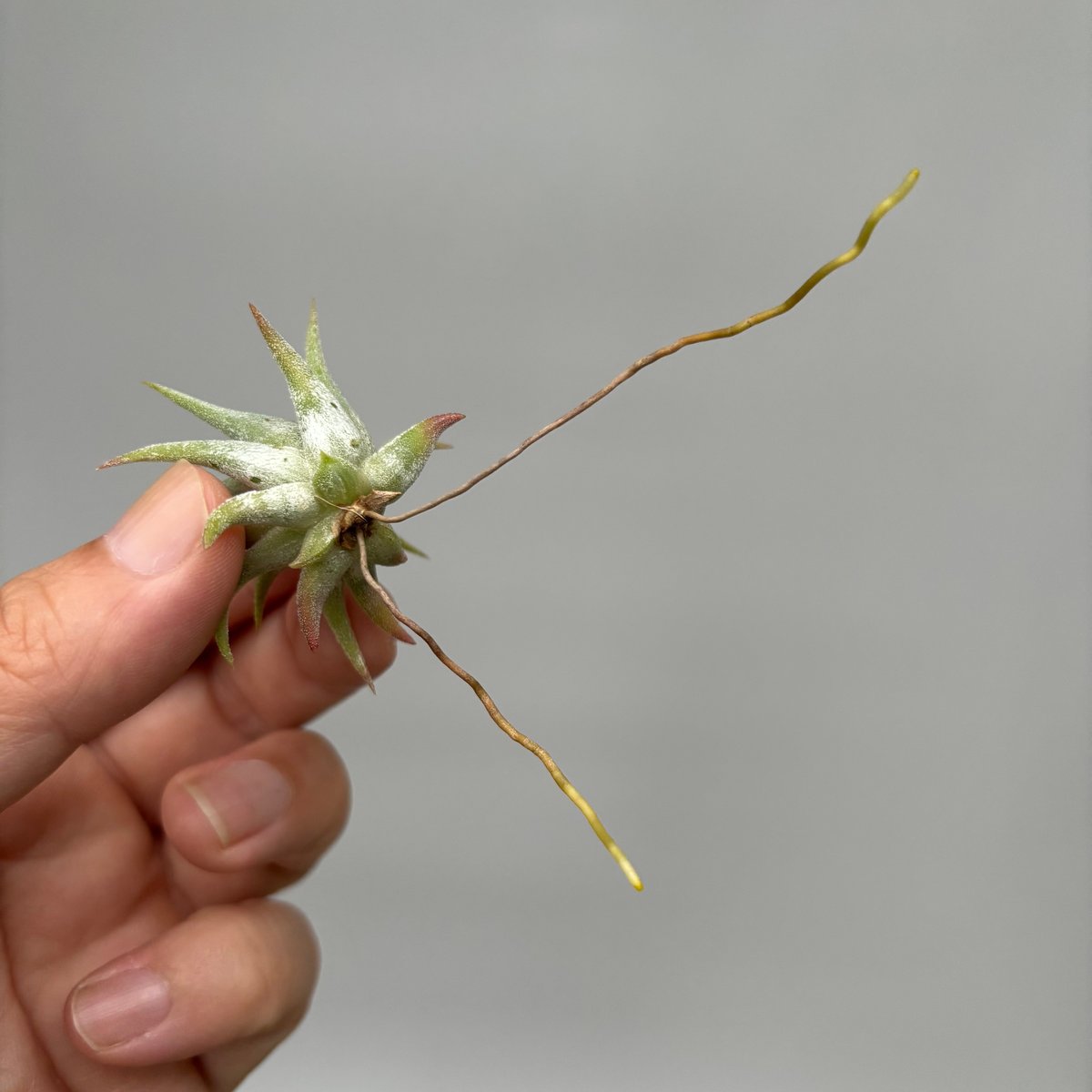 Tillandsia 'Icy Elf' | だいだら植物店