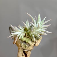 Tillandsia ionantha var. vanhyningii ’ Pink Lady ’