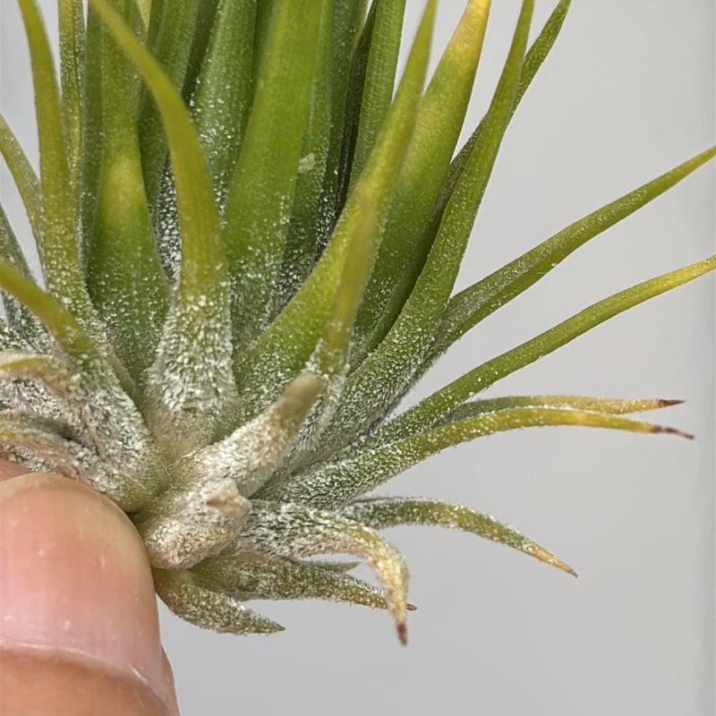 Tillandsia ionantha 'Fuego Yellow' | だいだら植物店