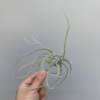 Tillandsia crocata 'Copper Penny' Selected Large Clone