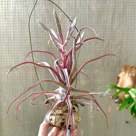 Tillandsia streptophylla 'Super Red Clone'