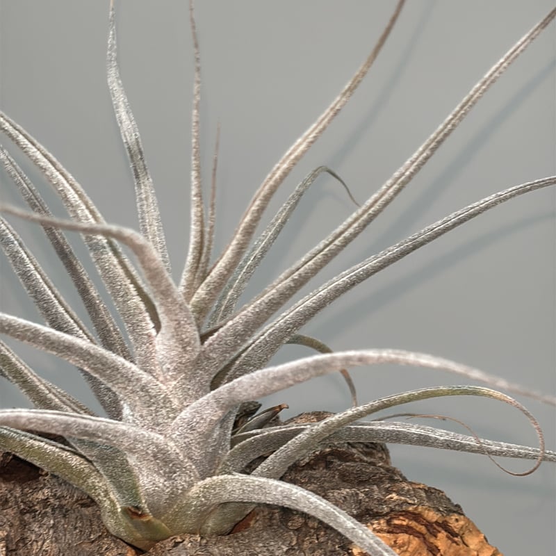 Tillandsia ehlersiana （Koehres） | だいだら植物店