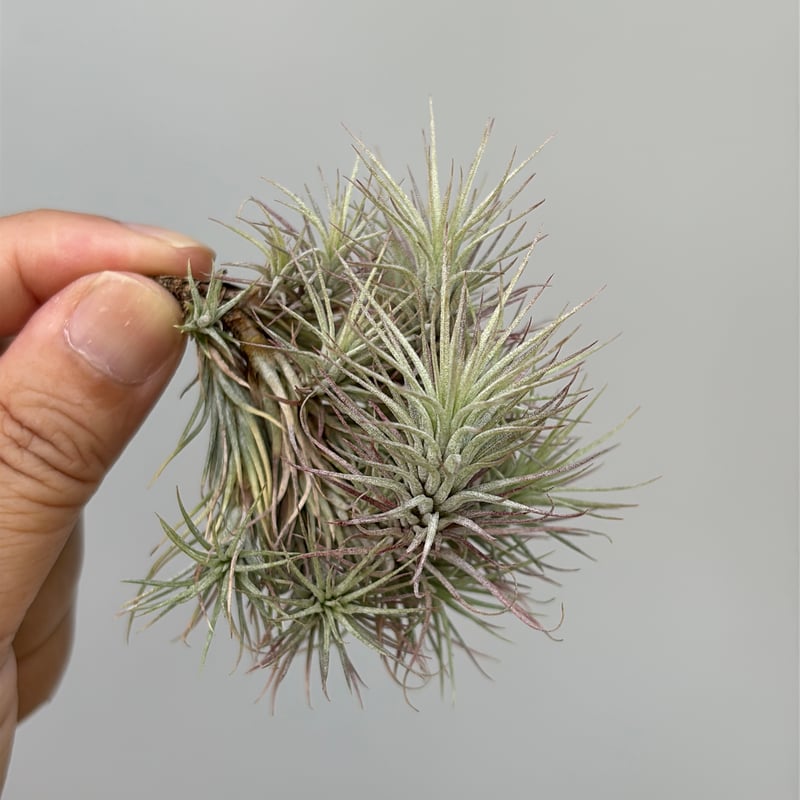 Tillandsia funckiana 'Silver Compact Clone' | だ