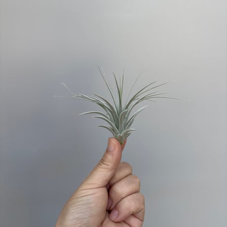 Tillandsia chapeuensis var. turriformis