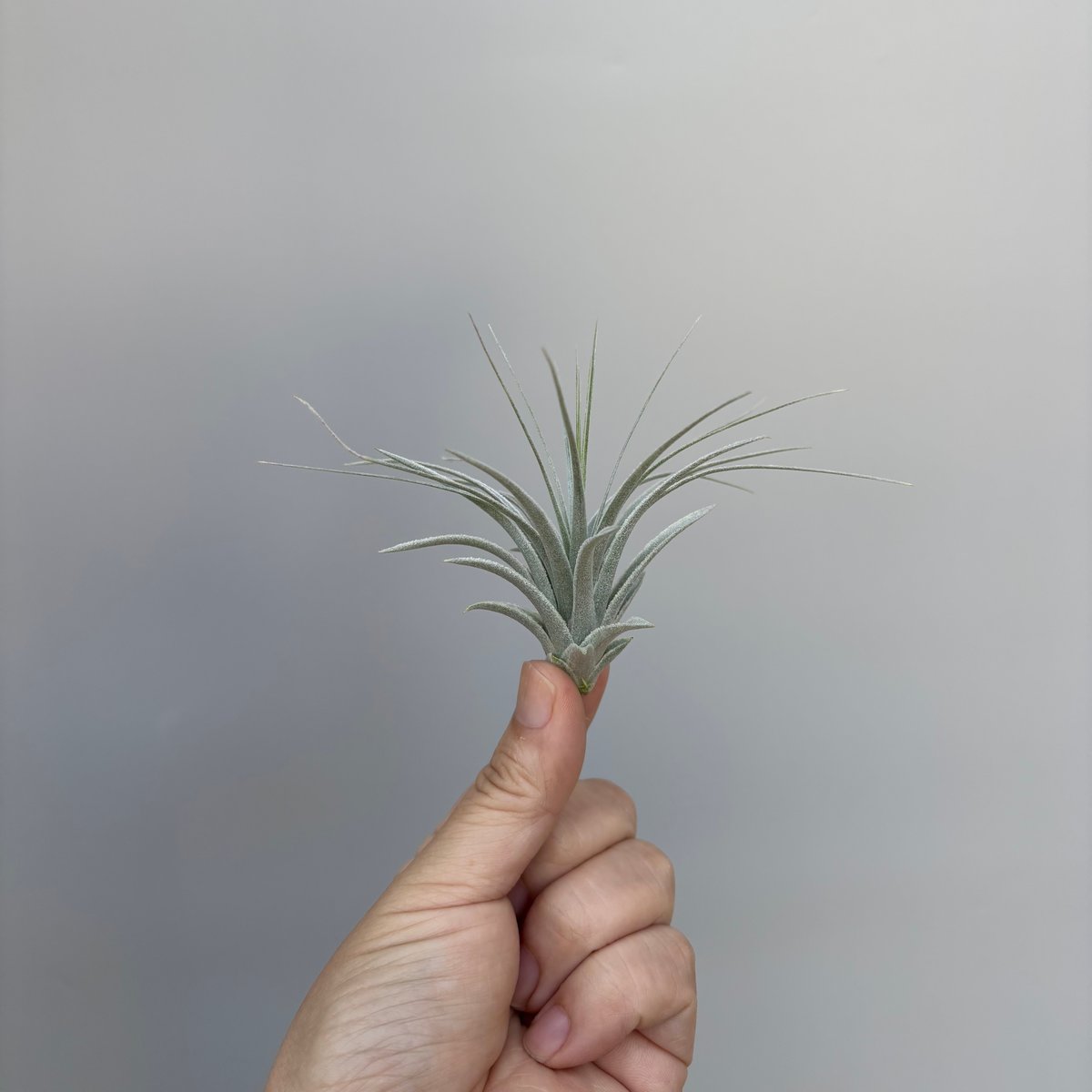 Tillandsia chapeuensis var. turriformis | だいだら植物店