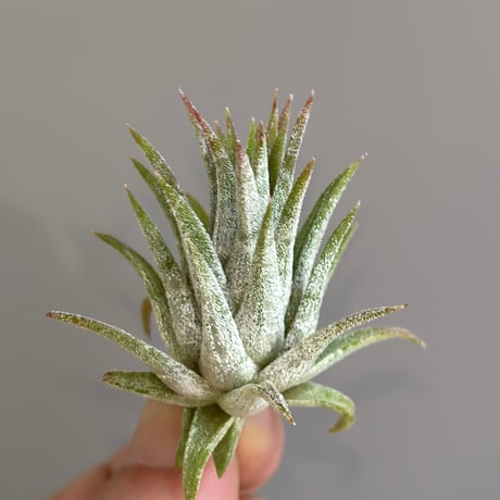 Tillandsia Icy Elf 速達発送 イオナンタ アイシーエルフ エアプランツ tillandsia 【公式通販】