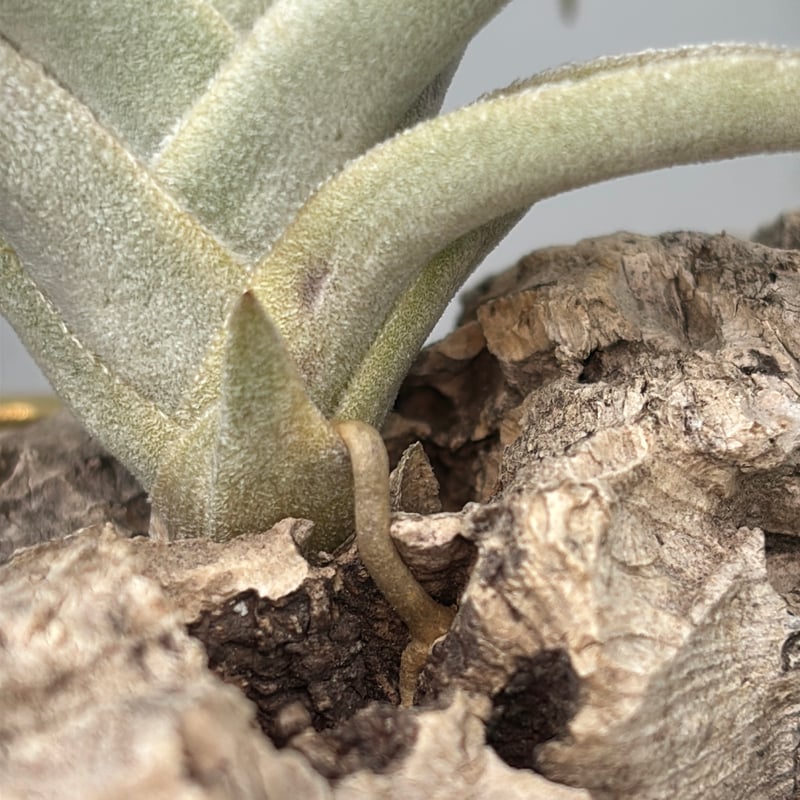 Tillandsia ramellae | だいだら植物店