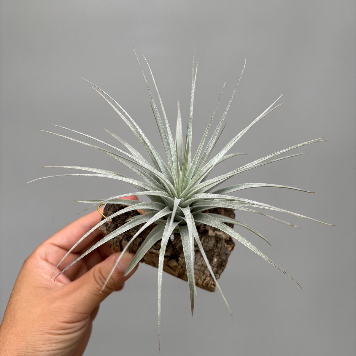 Tillandsia Chapeuensis 速達発送 Tillandsia chapeuensis var. turriformis | だいだら植物店