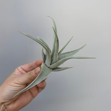 Tillandsia affinis barfussii `MONSTER CLONE` ①