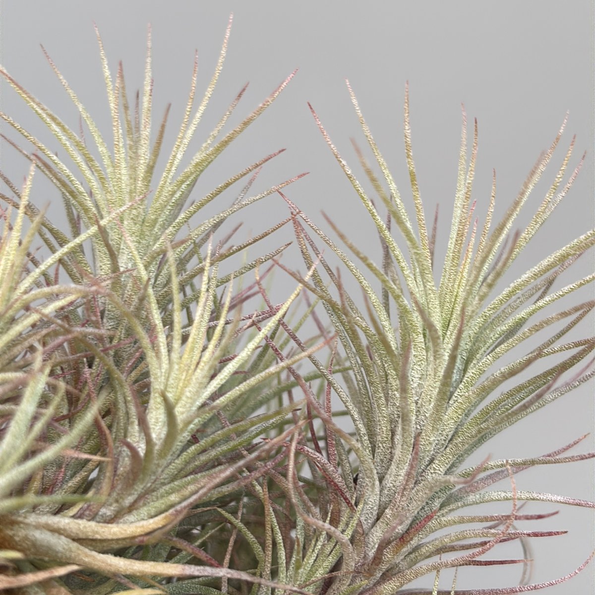 Tillandsia funckiana 'Silver Compact Clone' | だ