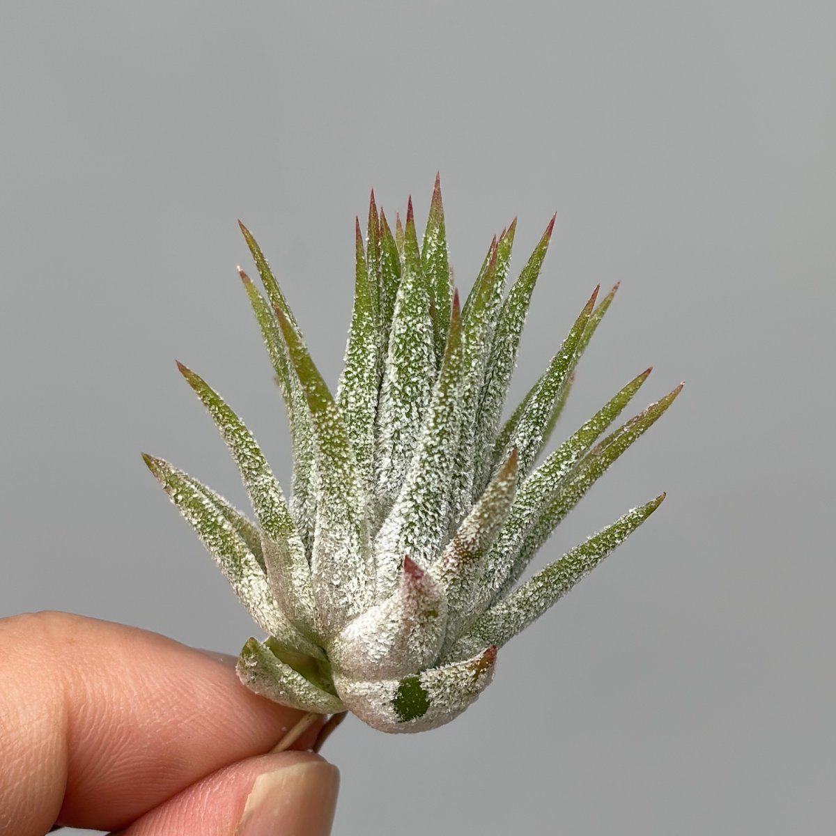 Tillandsia 'Mayan Regal' | だいだら植物店